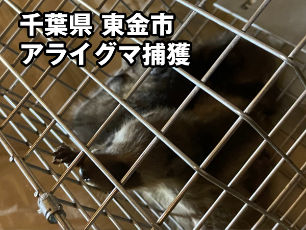 千葉県東金市、S様宅屋根裏にて害獣・有害鳥獣のアライグマを駆除しました｜害獣の救急隊