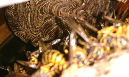 蜂・蜂の巣駆除
