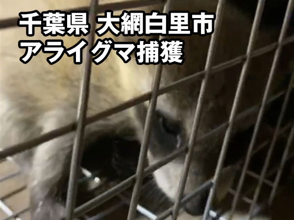 千葉県大網白里市にて害獣・有害鳥獣のアライグマを駆除しました｜害獣の救急隊