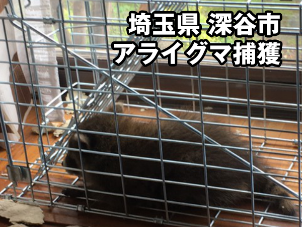 埼玉県深谷市にて害獣・有害鳥獣のアライグマを駆除しました｜害獣の救急隊