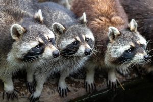 アライグマに噛まれたり引っ掻かれると厄介！早期駆除が大事