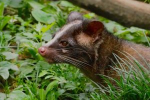 害獣のハクビシンはウサギや鶏などの小動物や家畜を餌とする