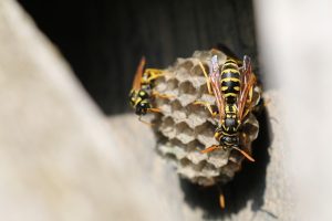 夏から秋にかけてハチの巣を作らせないための予防対策！