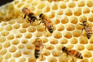 ハチの巣の駆除は自分でもできる？危険性の高い蜂について
