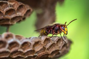 夏になると被害が増える日本に生息するハチの種類について