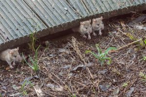 ネズミ駆除のために利用頻度の高い殺鼠剤の成分について