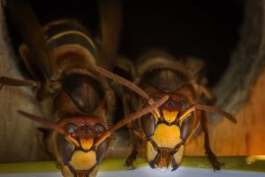 スズメバチの巣は1年で用済みになる？蜂の駆除について