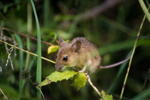 ネズミ駆除に必要な知識とは？自分で駆除する際に心掛ける事