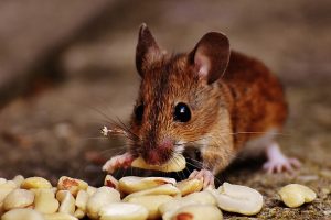 ネズミに巣作りされると危険な理由と完全駆除が難しい理由