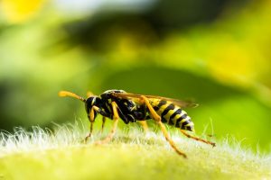 蜂の活動時期の把握は大事！攻撃的で活発になる夏は危険