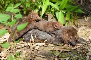 日本にいる害獣のイタチの種類と農作物への被害状況について