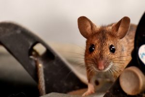 ネズミに悩まされている方が多い理由と害獣依頼について