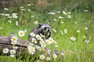 アライグマも駆除！かわいそうが被害を拡大する害獣の脅威