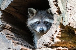 アライグマを捕獲駆除するために必要な事！そして処分する大変さ