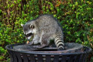 アライグマ駆除が自分でなんとか出来た！その後が大事な理由