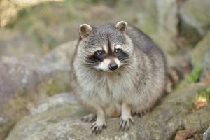 かわいそう！アライグマの駆除を自分では行えない気分になる理由