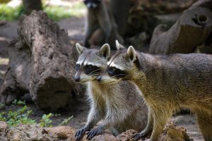 家で異音が？アライグマを見つけたら早期の駆除依頼が大事