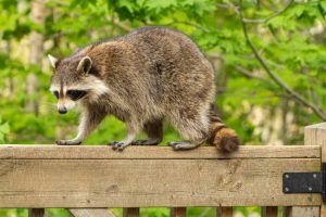 忌避剤で終わりじゃない！アライグマの帰巣本能にはご注意を