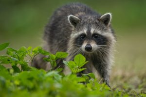 見た目とは全く逆の獰猛なアライグマ！駆除は専門家に！