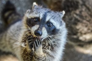 自分でアライグマを捕獲しても、その後の処分までが大変