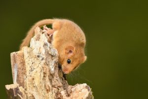 侮れないネズミの繁殖力！1匹でも見つけたらすぐに駆除を