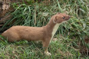 イタチは捕獲するよりもその後の処分が大変な理由について