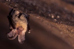 駆除後も注意！コウモリなどの害獣のフンや尿がなぜ危険なの？