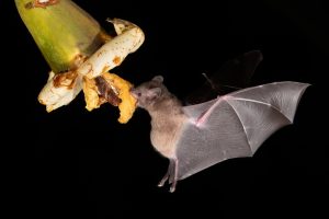 鳥獣保護法を知らず自分勝手にコウモリ駆除してはいけない！