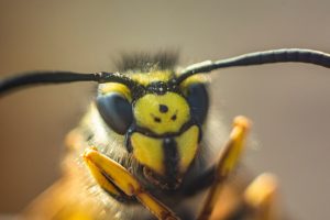 蜂に刺されるとアレルギーで死ぬ可能性があるってホント？
