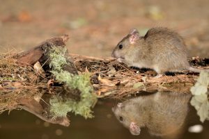 生ゴミにエサを求めて寄ってくるネズミ。ゴミの処理で未然防止