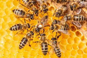 ミツバチ・クマバチ・スズメバチなど蜂の種類で異なる危険性