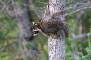 アライグマは泳ぎも得意！水中のペットを守る方法と注意点