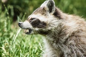 アライグマは運動能力が抜群！追い出し時のリスクと対策