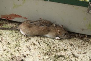 秋から冬にかけてが危険！繁殖し続けるイエネズミの侵入