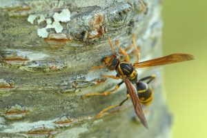 高所の蜂の巣の駆除は自分で行わずプロに依頼しましょう