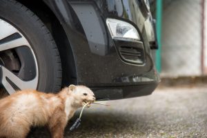 イタチが狂暴って本当？気になる性格と行動パターンを解説