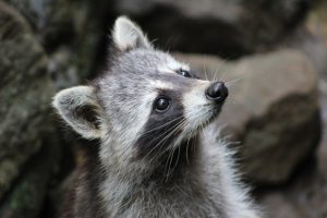 アライグマはいつ活動する？棲みつかれた場合の対策まとめ