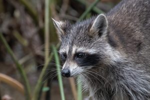 アライグマはどこから入ってくる？侵入経路や予防方法を解説