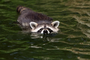 アライグマの被害を減らすには餌を与える状況を無くす事！