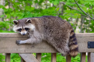 アライグマは危険な害獣？駆除に欠かせない知識について