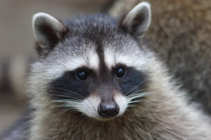 アライグマ駆除で噛み付かれた！家にある薬でなんとかなる？