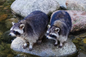 アライグマ駆除に使える駆除アイテム！料金や特徴について