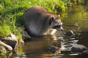 アライグマ駆除を自分でやる場合に必要となる料金について