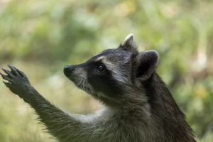 なぜ気が付けなかった？アライグマが家屋に棲み付く理由