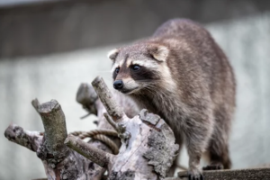 健康へのリスクを排除しよう！アライグマなどの害獣駆除