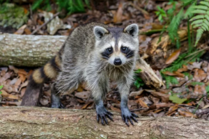 在来種を捕食する外来種のアライグマが家屋にも棲み付き問題に！