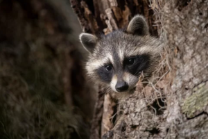 自分でアライグマ駆除できた！その後に必要となる作業とは？