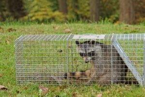 人馴れしたアライグマが自宅の屋根裏棲み付いてしまった！