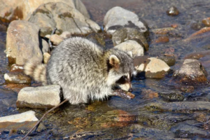 捕食者としてのアライグマが駆除を必要とされる理由について