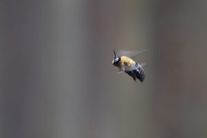 クマバチは危険？特徴と巣を作られた時の対処法を詳しく解説